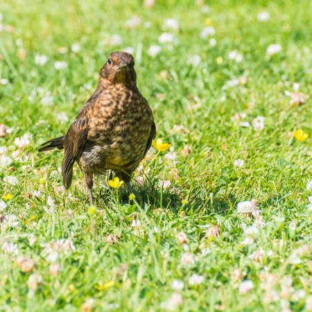 A close-up shot of an inquisitive young blackbird の写真素材