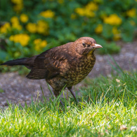 A close-up of a juvenile blackbird の写真素材