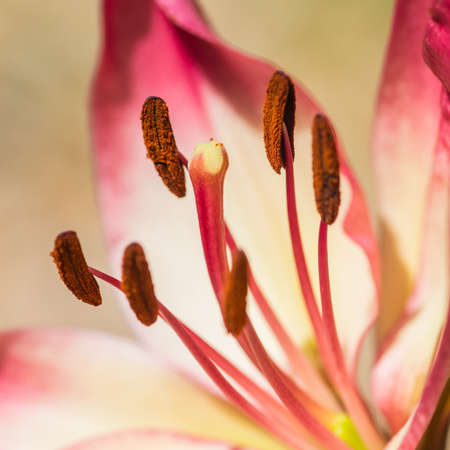 A macro shot of an oriental lily の写真素材