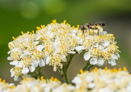 A hoverfly enjoys the pollen from a yarrow bloom.の写真素材