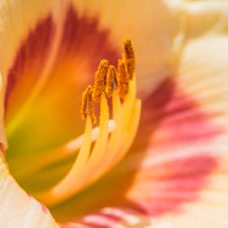 A macro shot of the stamen inside a daylily.の写真素材