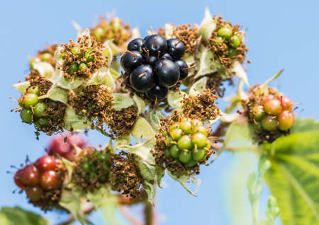 A macro shot of some bramble bush fruit.の写真素材