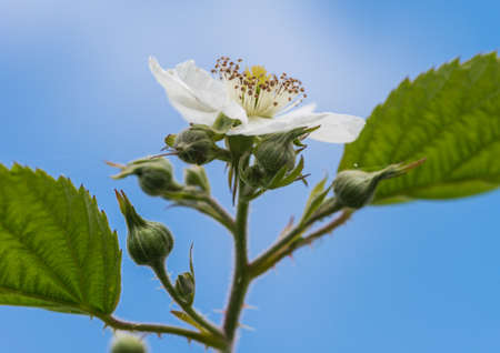 A macro shot of a white bramble flower shot against a blue sky.の写真素材