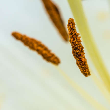 A macro shot of the stigma and stamen of an oriental lily.の写真素材