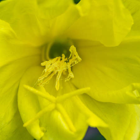 A macro shot of the inside of an evening primrose bloom.の写真素材
