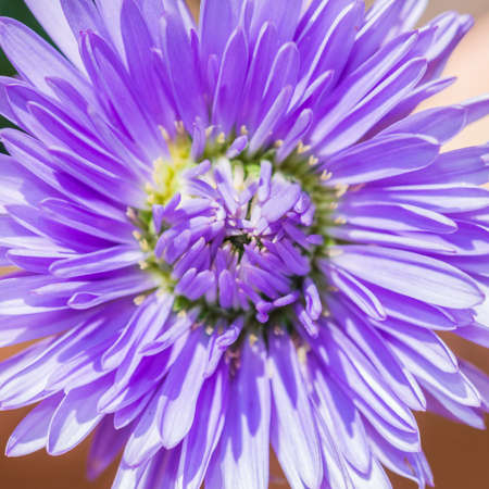 A macro shot of an aster bloom.の写真素材