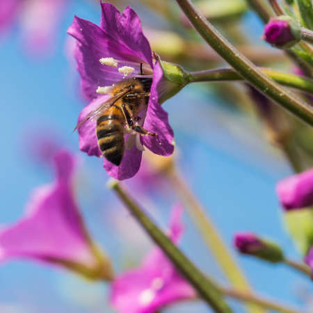 A bee searches for pollen in a great willowherb bloom.の写真素材