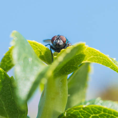 A fly sits on a green leaf.の写真素材