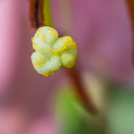 A macro shot of an oriental lily stigma.の写真素材
