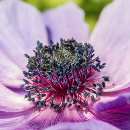 A macro shot of an anemone bloom.の写真素材