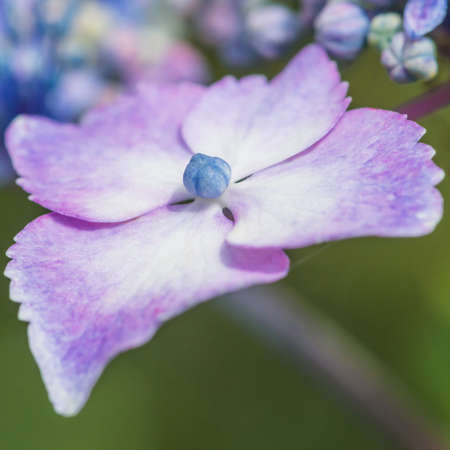 A macro shot of a purple and blue hydrangea bract.の写真素材