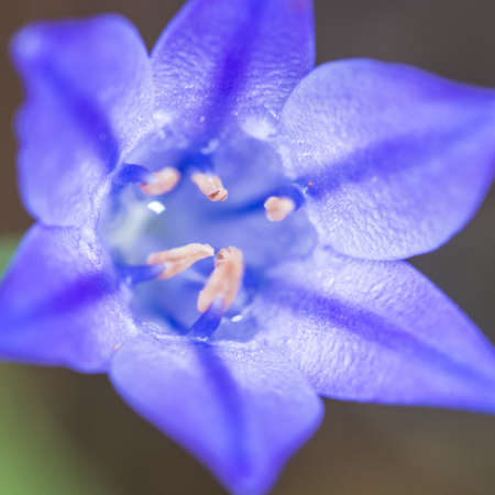 The bright blue bloom of a grassnut plant の写真素材