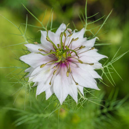 A macro shot of a nigella bloom.の写真素材