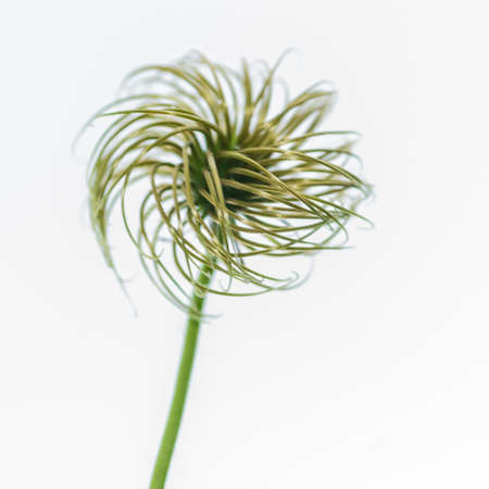 A macro shot of a spent clematis flower head.の写真素材
