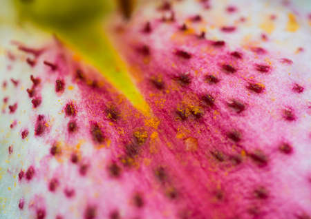 A macro shot of pollen on a pretty pink spotted oriental lily petal.の写真素材