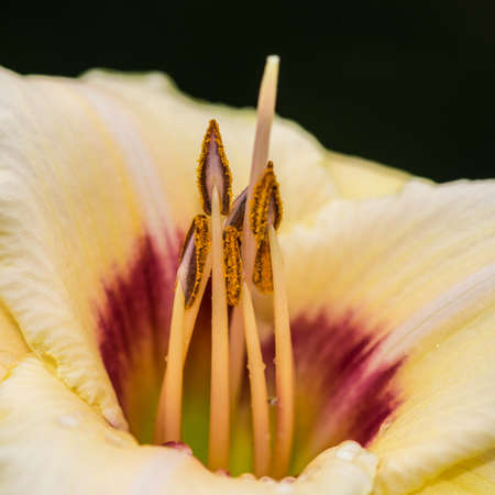 A macro shot of a yellow daylily bloom.の写真素材
