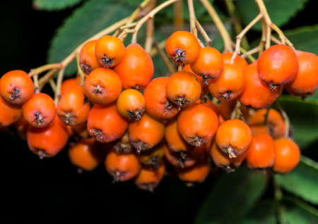 A macro shot of some orange rowan tree berries 
