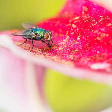 A macro shot of a fly sitting on the petals of a pretty oriental lily の写真素材