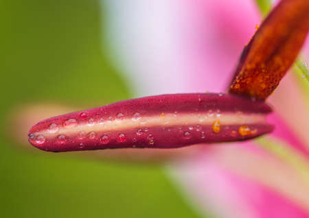 A macro shot of raindrops on an oriental lily stamen.