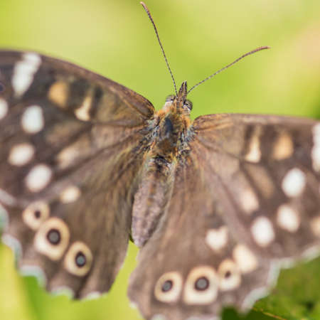 A macro shot of a speckled wood butterfly sitting on a green leaf.