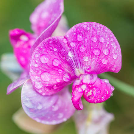 A macro shot of a sweet pea bloom covered in raindrops.