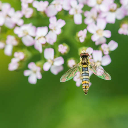 A macro shot of a hoverfly sitting on a white yarrow bloom.