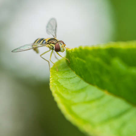 A macro shot of a hoverfly sitting on a green leaf.の写真素材