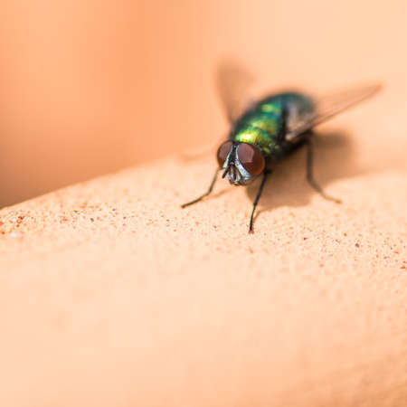 A macro shot of a fly sitting on a terracotta pot の写真素材