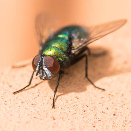 A macro shot of a fly sitting on a terracotta pot の写真素材