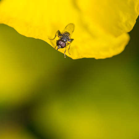 A macro shot of a small insect sitting on a Welsh poppy petal.の写真素材