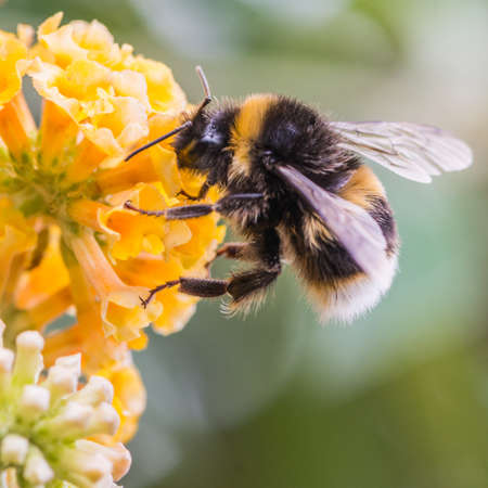 A macro shot of a bumblebee collecting pollen from a butterfly bush.の写真素材