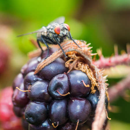 A macro shot of a fly sitting atop a large bramble fruit.の写真素材