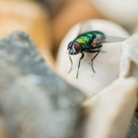 A macro shot of a small fly sat amongst some gravel.の写真素材