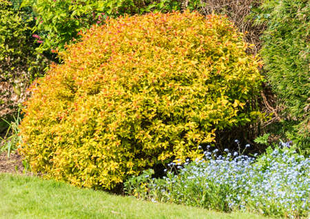 A magic carpet bush in the border of a garden.の写真素材