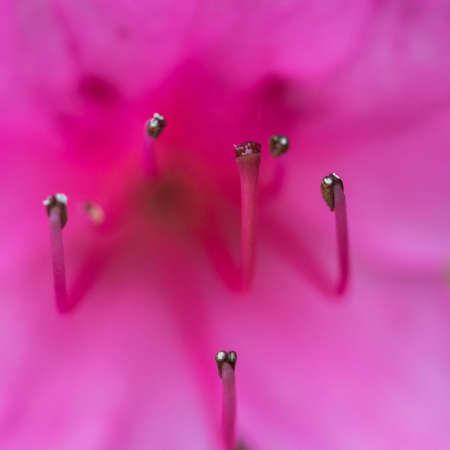 A macro shot of an azalea bloom.の写真素材
