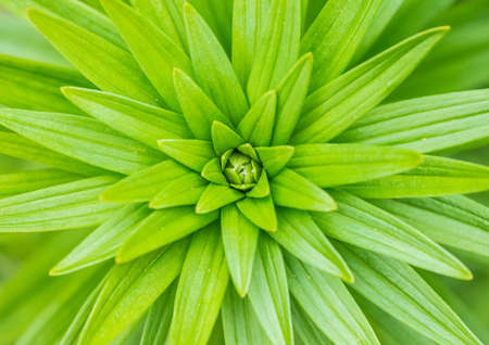 A macro shot of some asiatic lily leaves.の写真素材