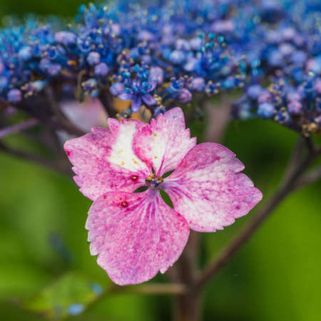 A macro shot of a hydrangea bract.の写真素材
