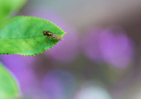 A macro shot of a tiny hoverfly sitting on a green leaf.の写真素材
