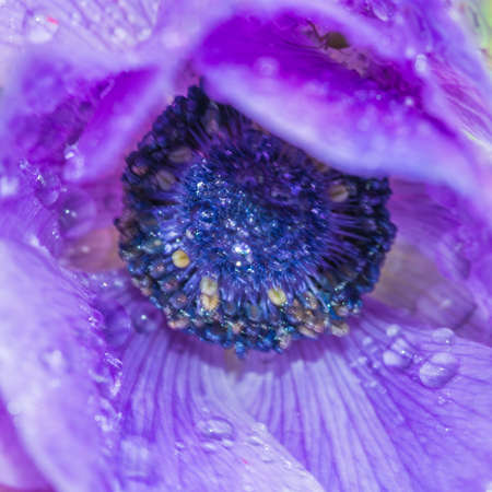 A small bug takes shelter in the petals of a wet purple anemone bloom.の写真素材