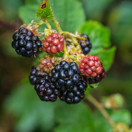 A small collection of bramble berries.