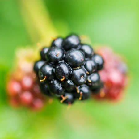 A macro shot of a ripe bramble berry.
