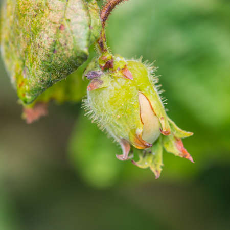 A macro shot of a hazelnut growing on a corkscrew hazel tree.の写真素材