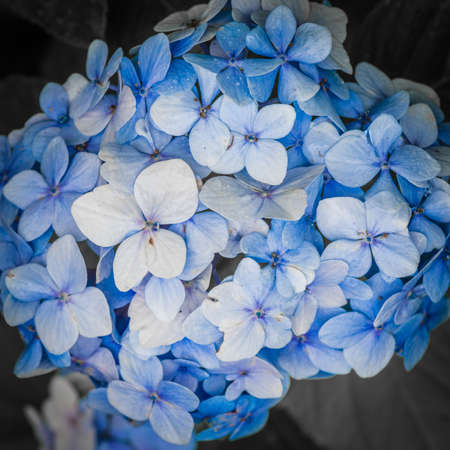 A macro shot of a blue hydrangea bloom.