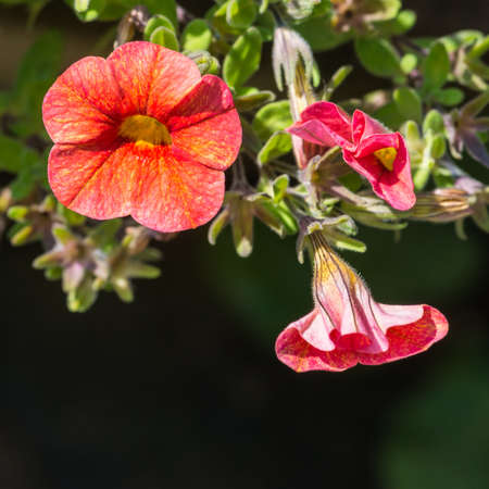 A macro shot of three stages of a petunia bloom.の写真素材