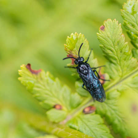 A macro shot of arge berberidis sitting on a fern leaf.の写真素材