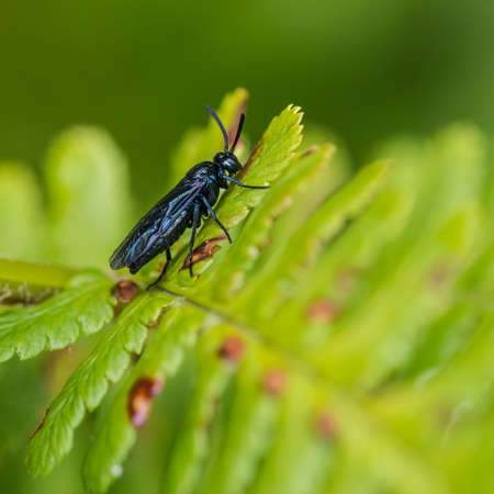 A macro shot of a black sawfly on a green fern leaf.の写真素材