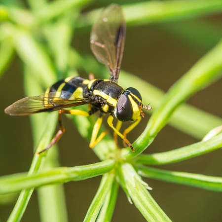 A macro shot of a hoverfly sitting amongst some horsetail grass.の写真素材