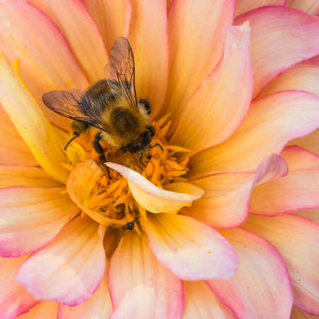 A bumblebee collects pollen from a colourful dahlia bloom.の写真素材