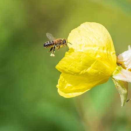 A macro shot of a bee flying past an evening primrose bloom.