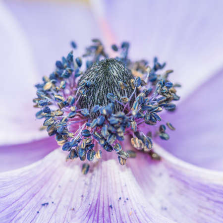 A macro shot of a purple anemone bloom.の写真素材